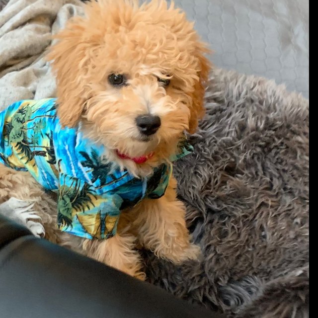 A phone photo of a fluffy apricot doodle puppy in a tropical shirt, sitting on a blanket